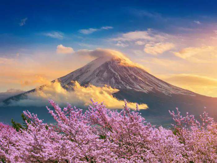 cherry blossoms after winter