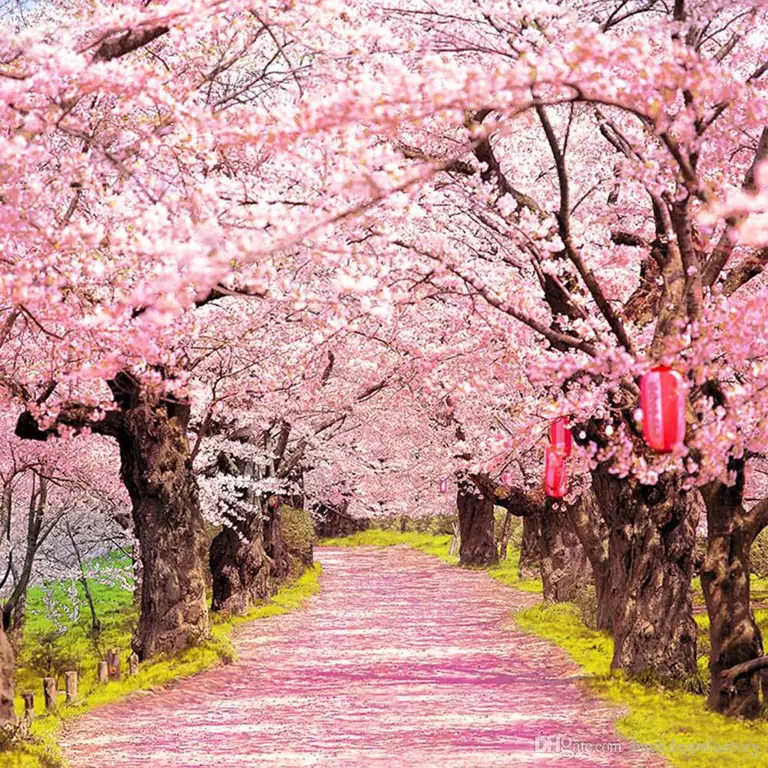 cherry blossom after winter