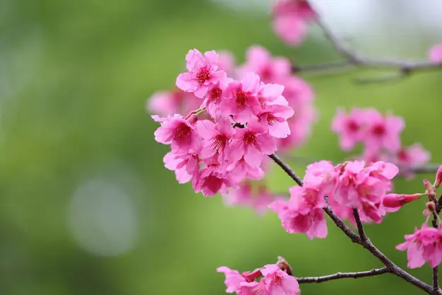 Bunga sakura merah muda dari dekat