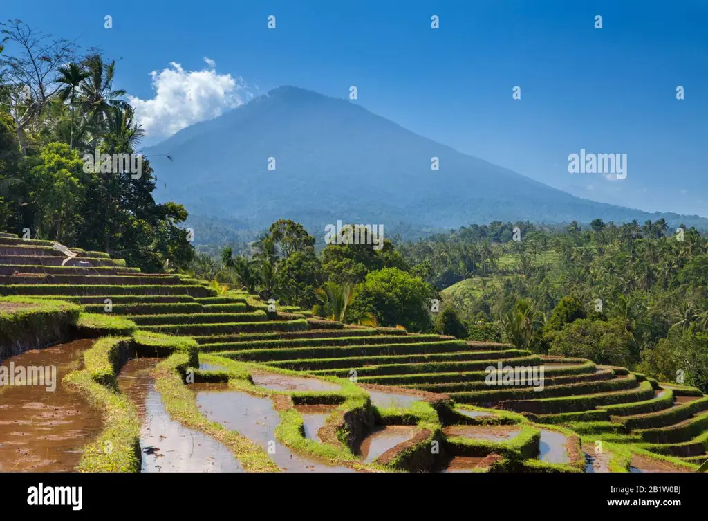 Pemandangan alam Indonesia dengan sawah