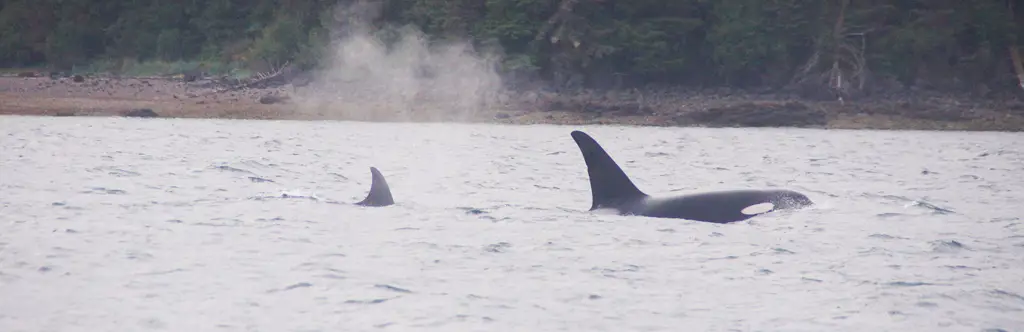 Paus Orca di perairan Alaska