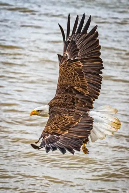 snow eagle lord