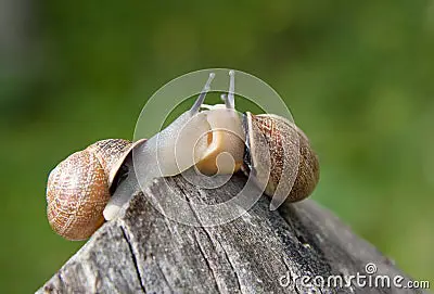 when a snail falls in love