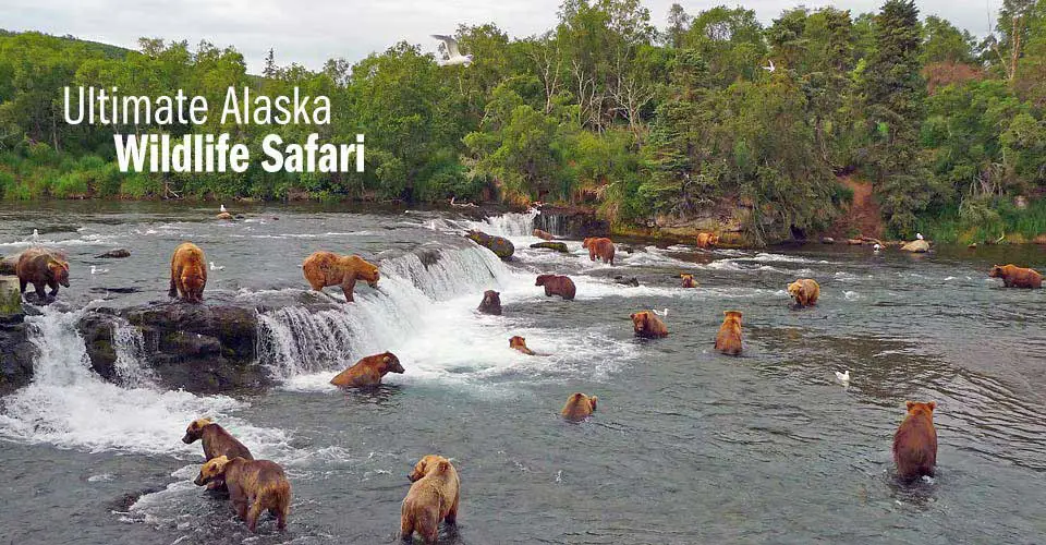 Hewan-hewan liar di Teluk Alaska seperti beruang, elang, dan paus