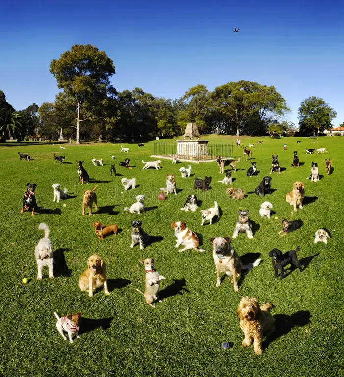 Gambar anjing-anjing bermain bersama di taman