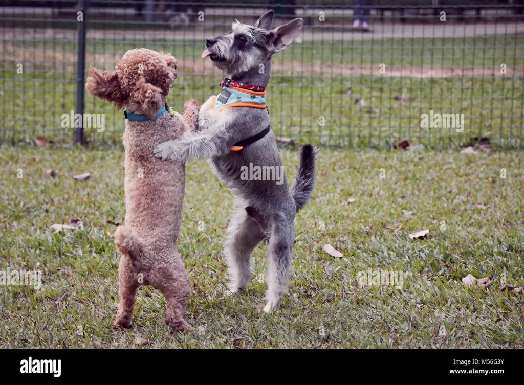 Gambar anjing-anjing bermain dengan gembira