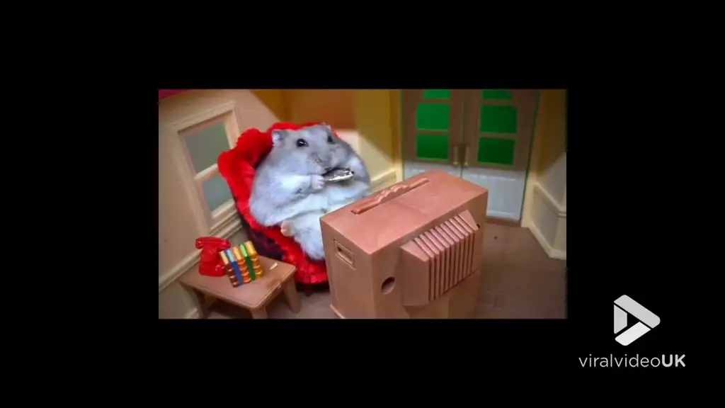 film hamster