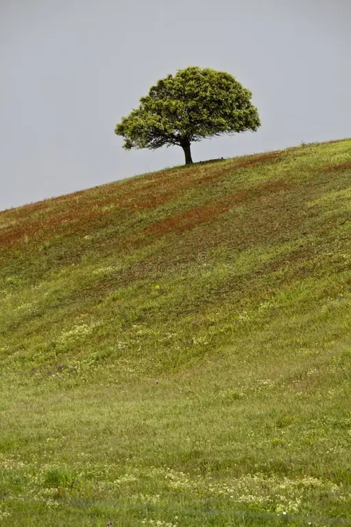 Pohon tunggal di puncak bukit