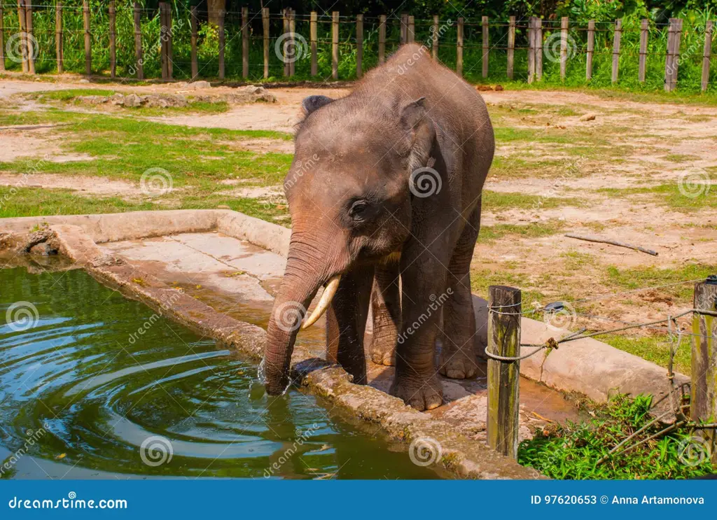 Bayi gajah sedang minum air