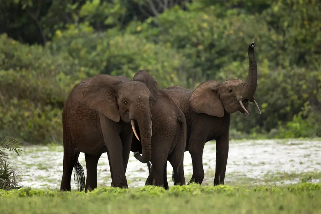 Gajah di hutan hujan tropis