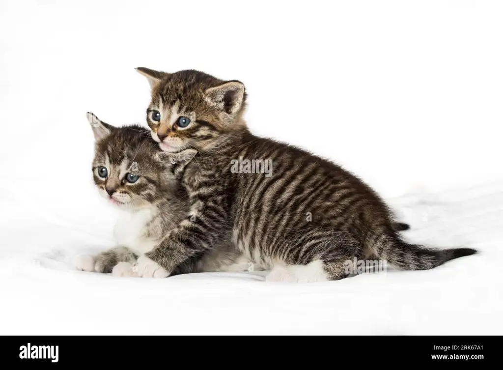 Gambar sekelompok anak kucing yang sedang bermain bersama