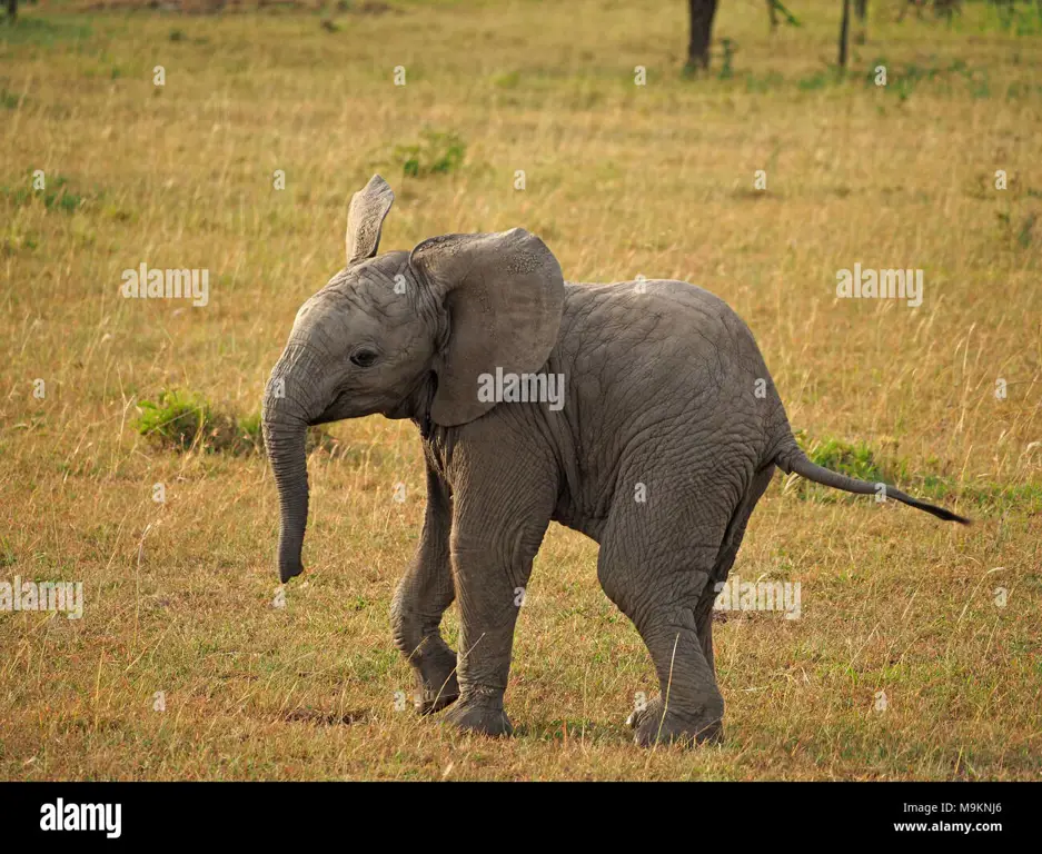 Anak gajah bermain di padang rumput