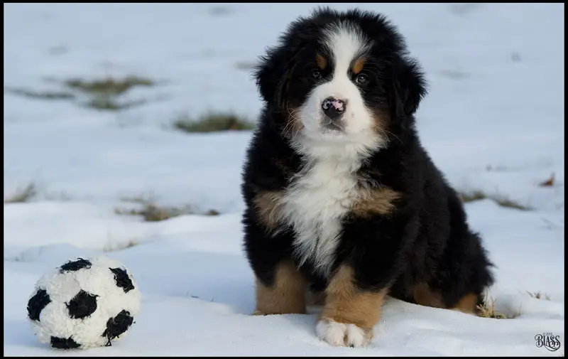 bernese mountain dog