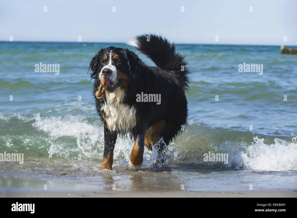 Anjing Gunung Bernese bermain dengan gembira di taman.