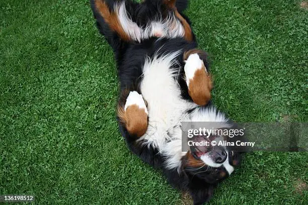 Anjing Gunung Bernese yang sedang tidur nyenyak.