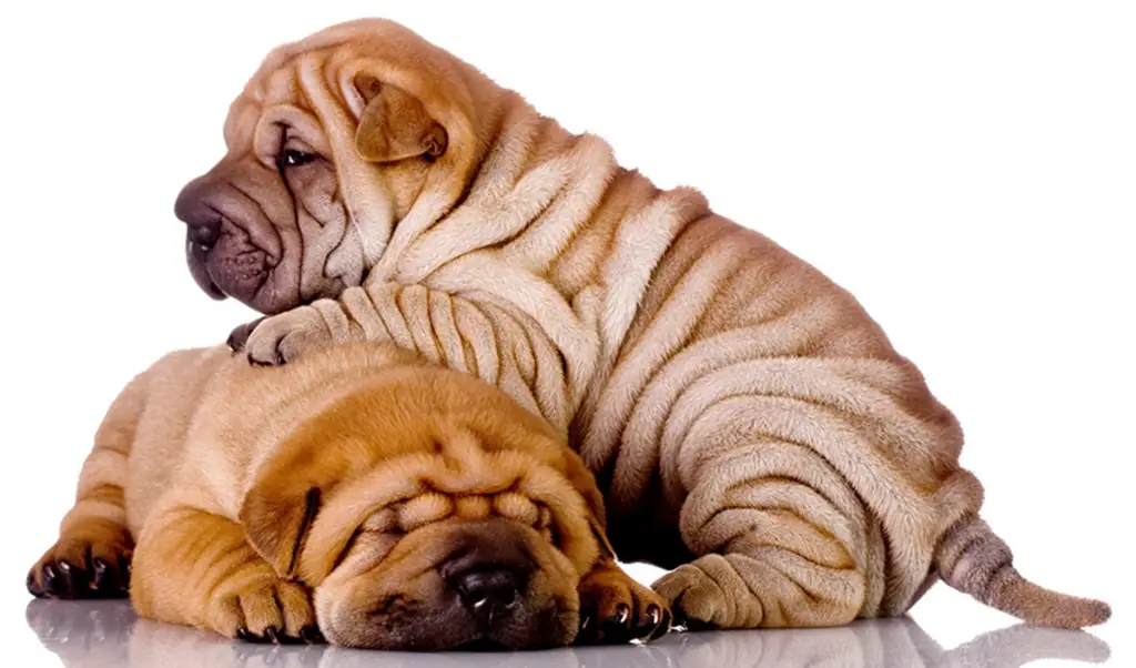 shar pei