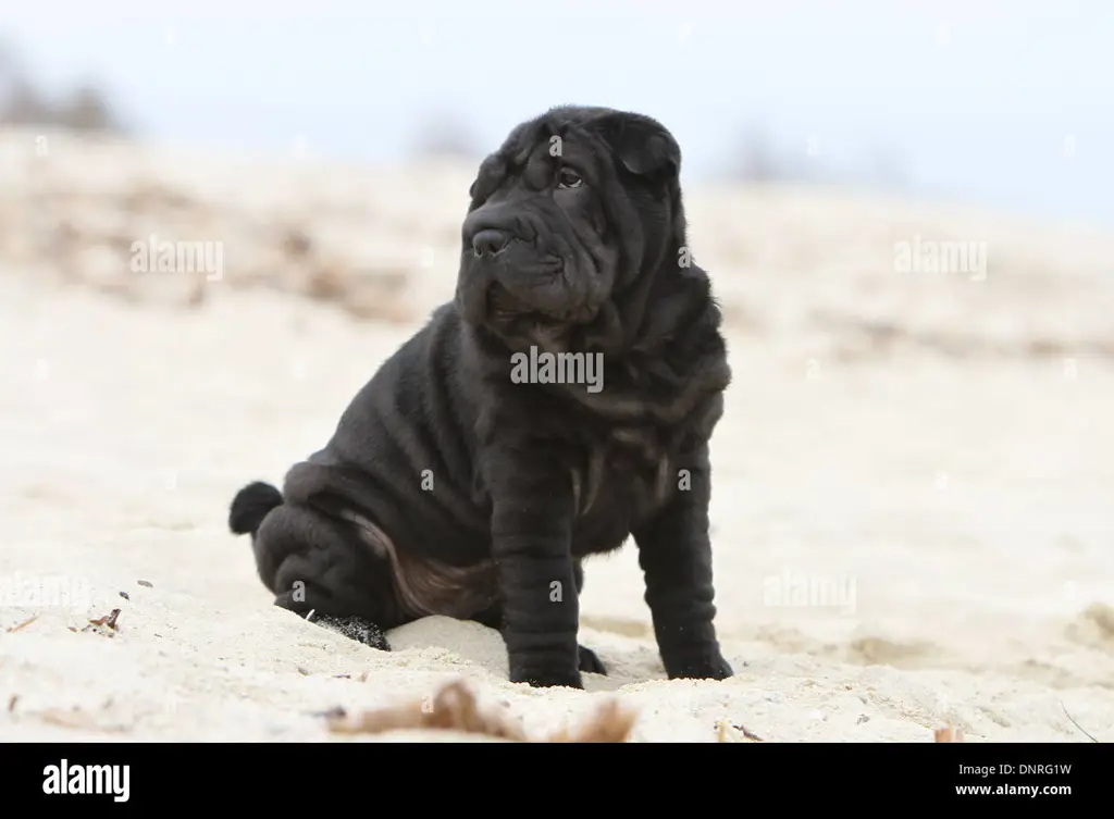 Seekor anjing Shar Pei sedang bermain dengan gembira.