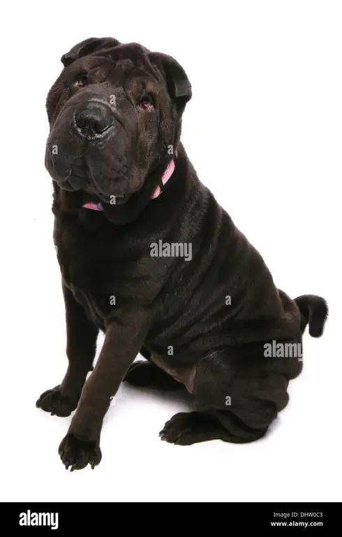 Potret seekor anjing Shar Pei dewasa.