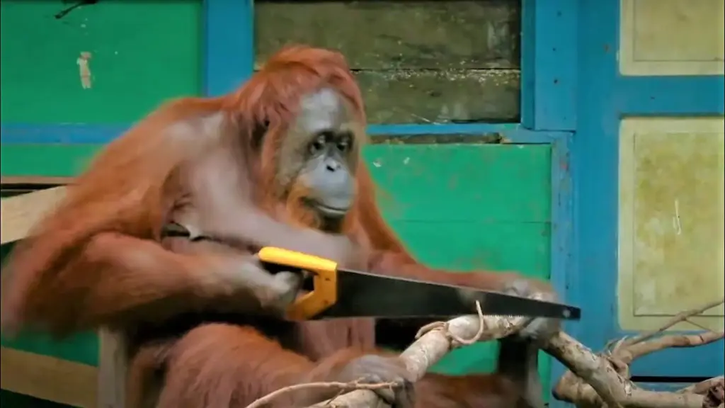 orang utan lucu