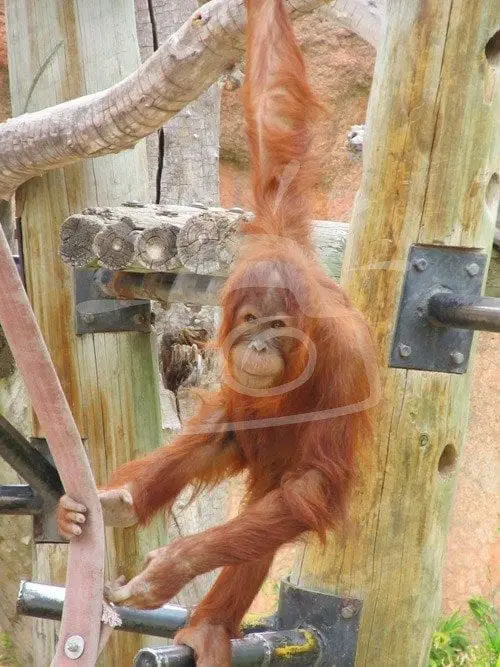 Orangutan sedang bermain-main di habitat aslinya