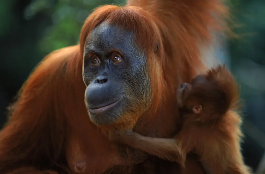 Orangutan di habitat aslinya yang hijau dan lebat