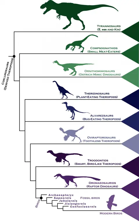 Bagan yang menunjukkan evolusi dinosaurus dari waktu ke waktu.