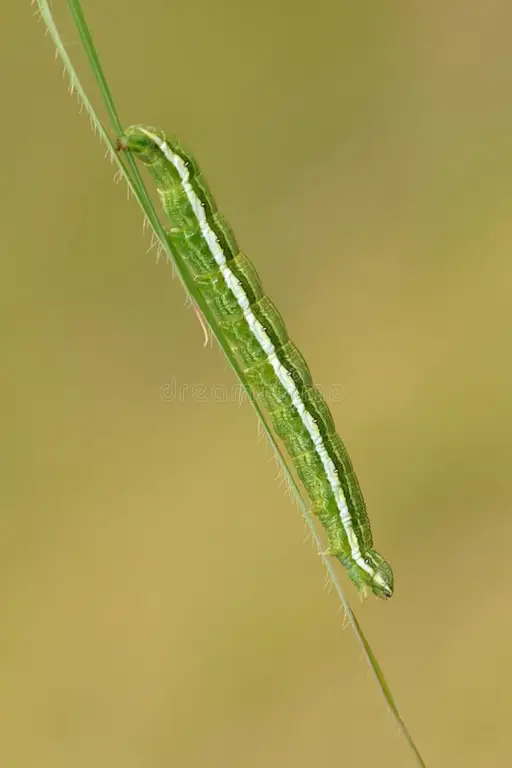 Gambar close-up ulat pengukur