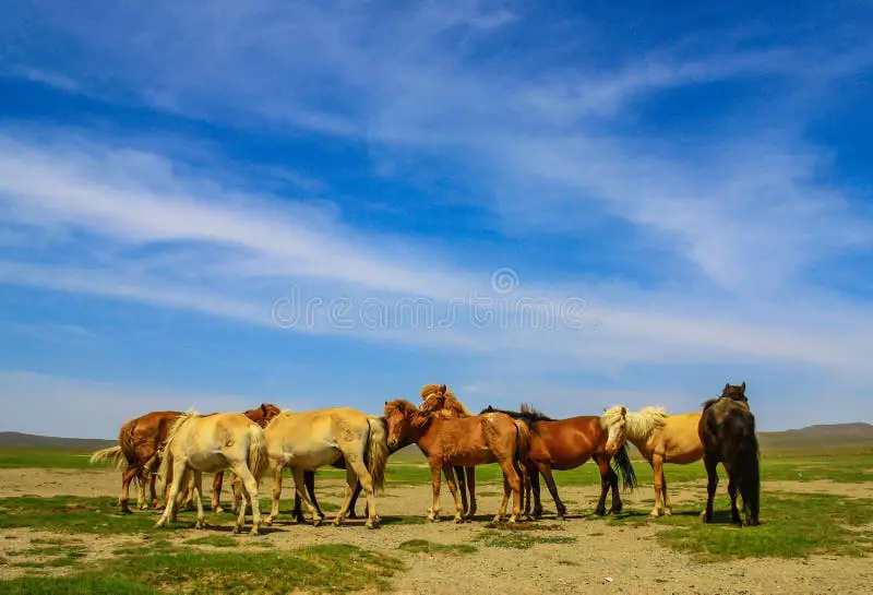 gurun gobi