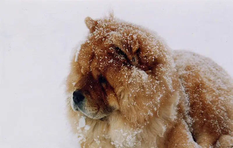 Anjing Chow Chow bermain salju