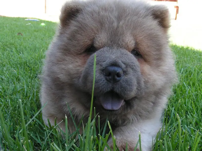 Anak Anjing Chow Chow