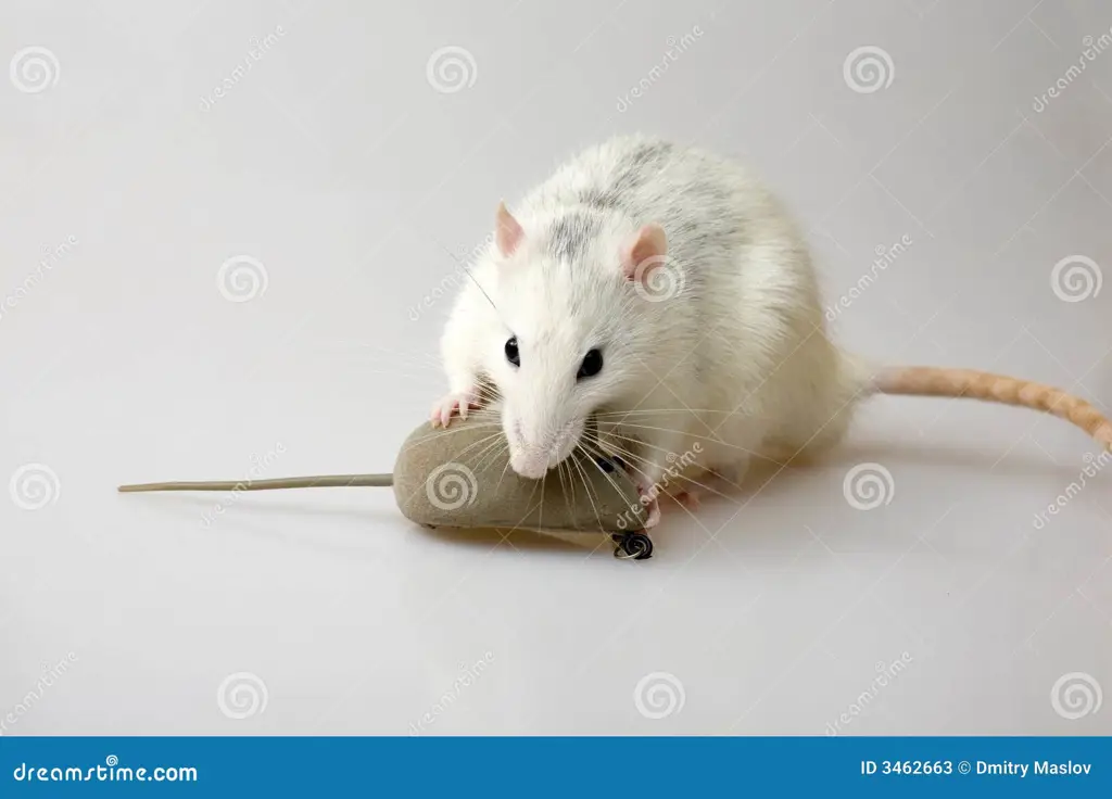 mouse the predator