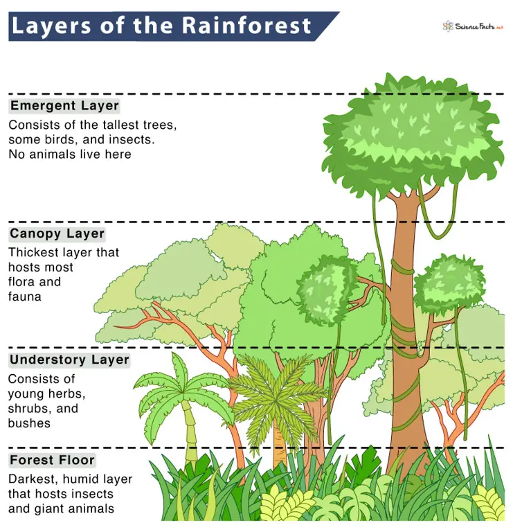 Lapisan kanopi hutan hujan