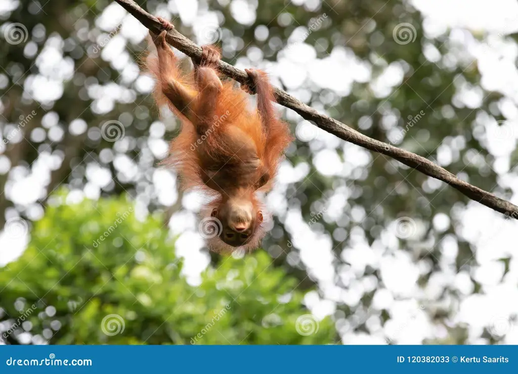 Orangutan di hutan hujan