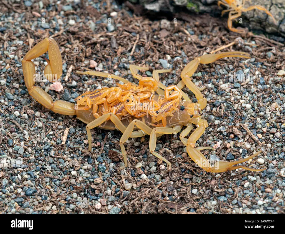 Seorang anak mengamati kalajengking kecil di dalam terarium