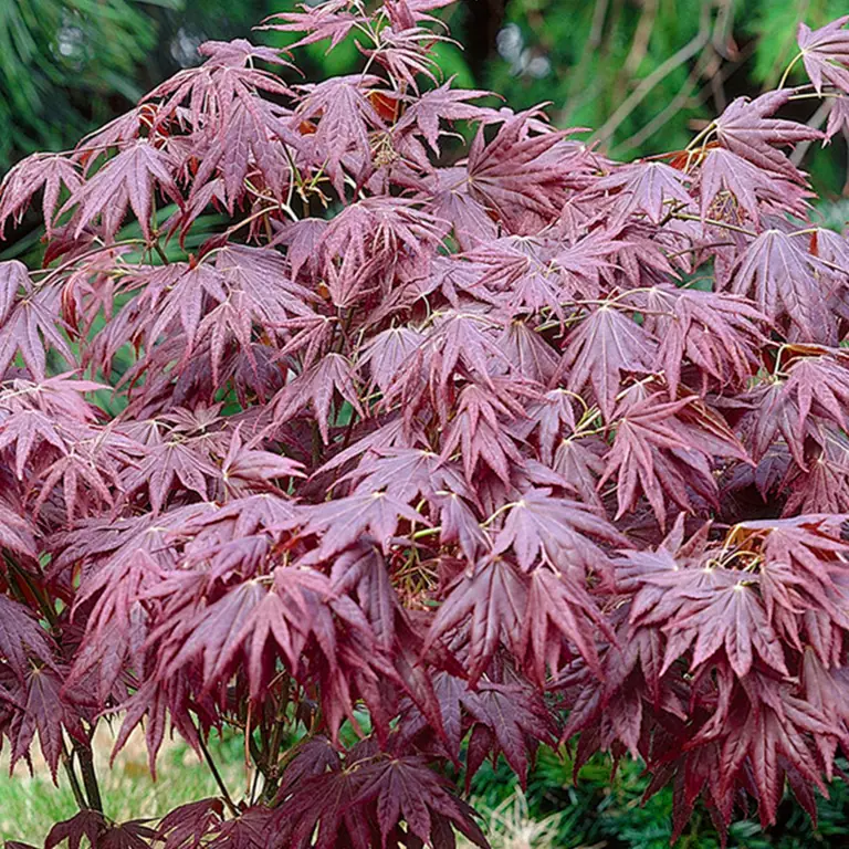 Gambar taman tradisional Jepang yang indah