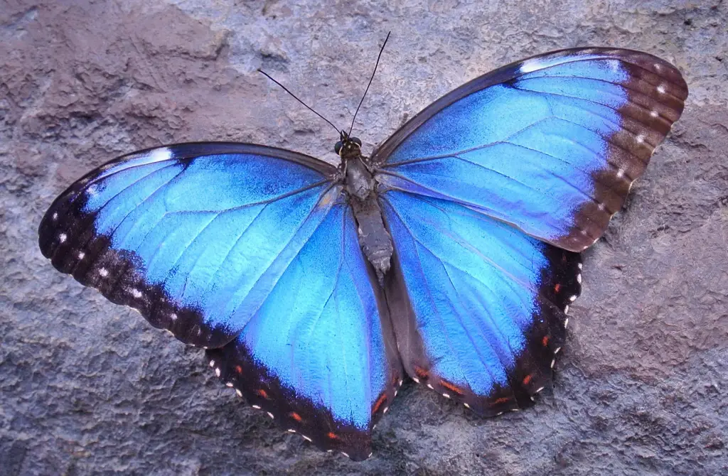 Kupu-kupu Blue Morpho yang cantik