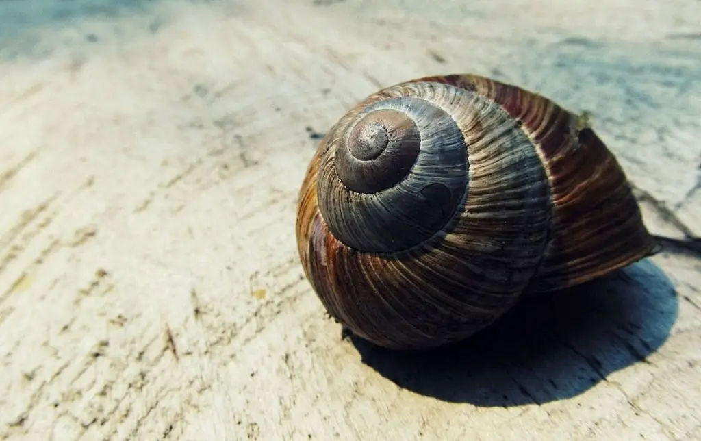 Gambar berbagai jenis siput dengan bentuk dan ukuran berbeda