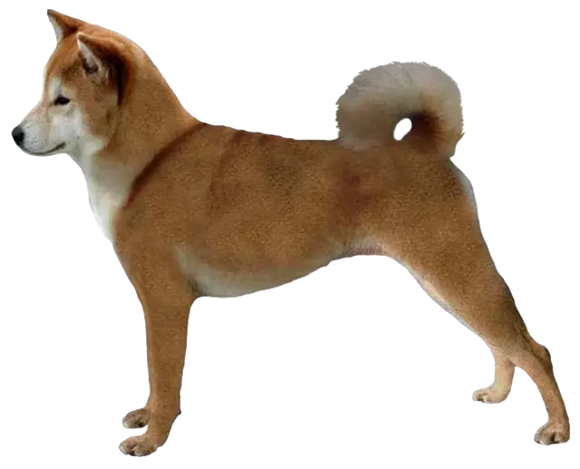 Gambar Shiba Inu sedang dirawat bulunya