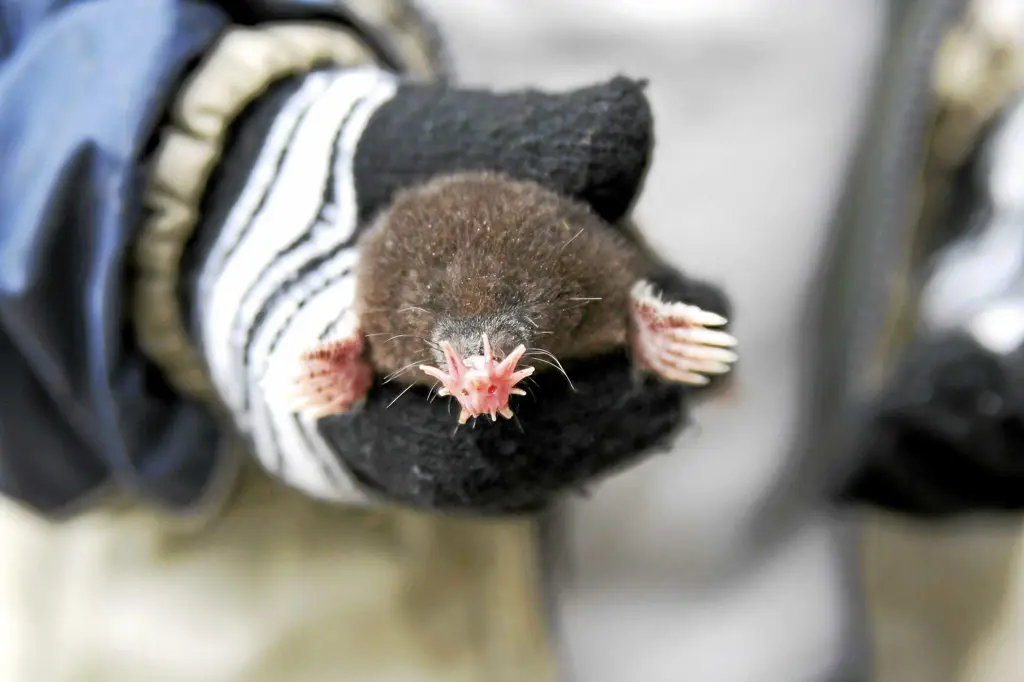 Star-nosed mole dengan hidung uniknya