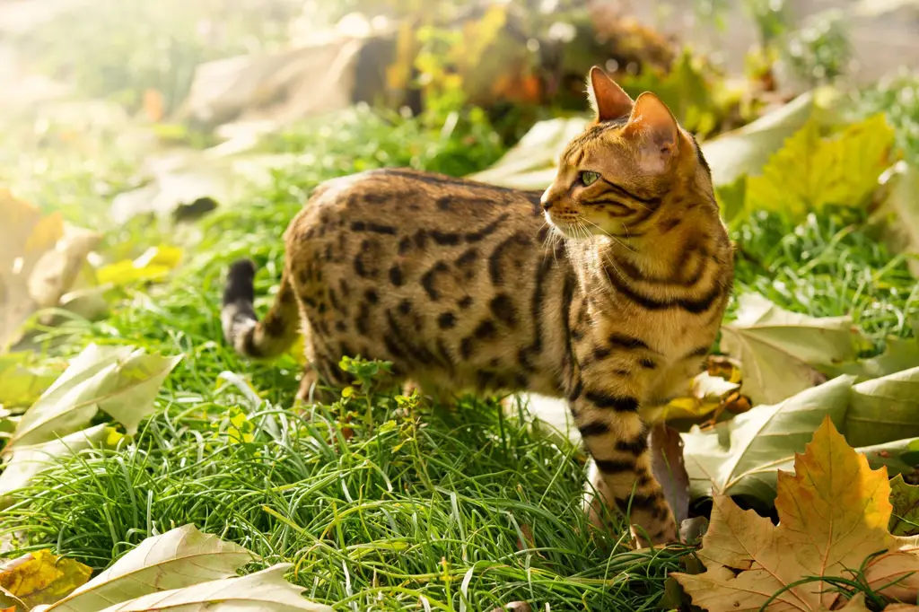 Kucing macan sedang bermain