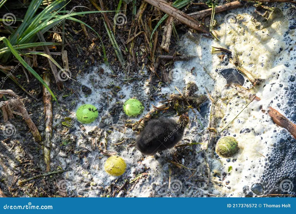 Gambar sungai yang tercemar