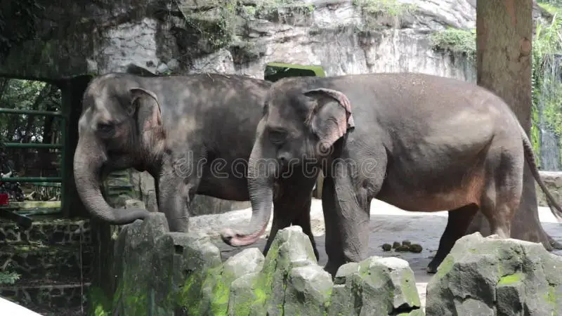 induk gajah berapa episode