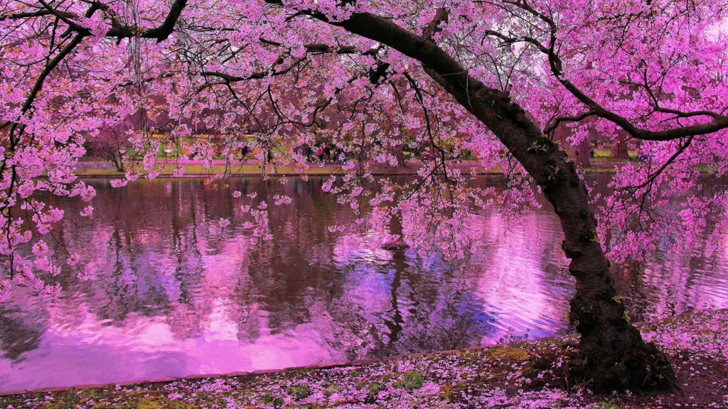 Pemandangan Jepang dengan bunga sakura