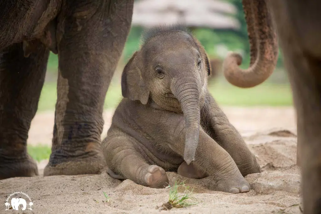 Bayi gajah yang lucu