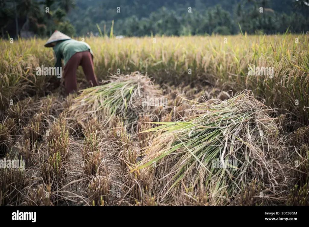 Petani sedang bekerja di sawah padi