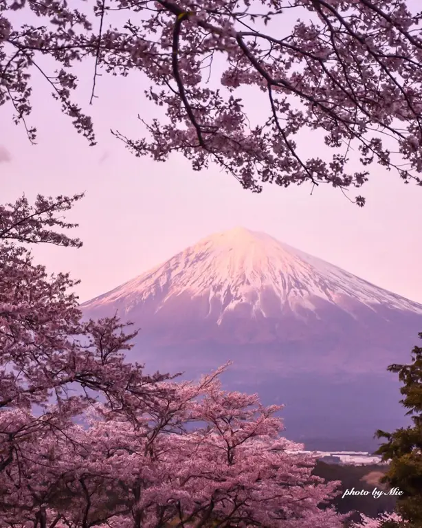 Gunung Fuji yang indah dengan bunga sakura di sekitarnya