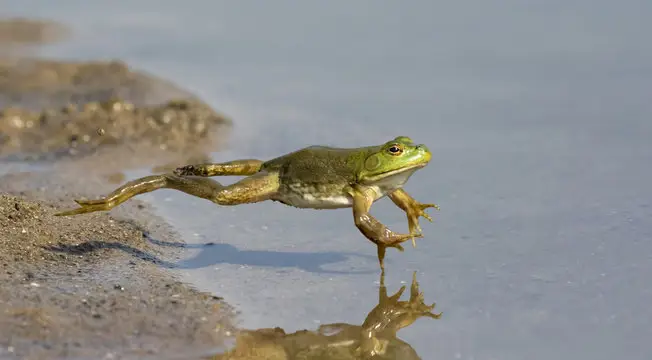 Katak sedang melompat