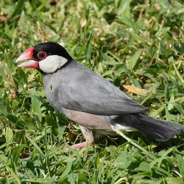 burung pipit makan apa