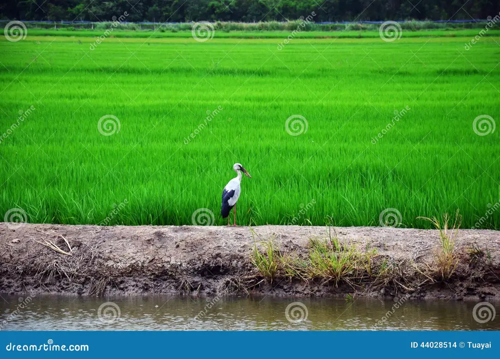 Burung pipit di sawah padi