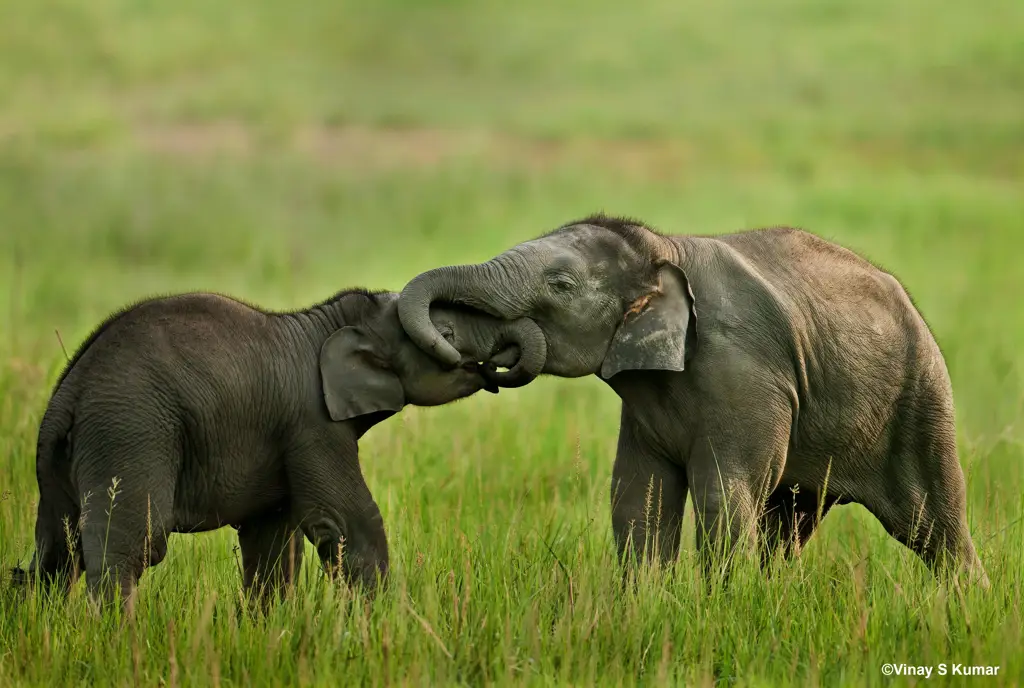 Anak gajah bermain